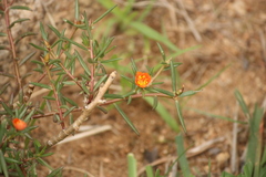 Portulaca tuberosa